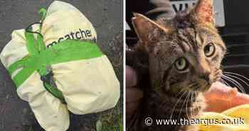 Cat taped up in bag and left to die in 'sickening act of cruelty'