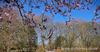 9 stunning photos as spring arrives in York