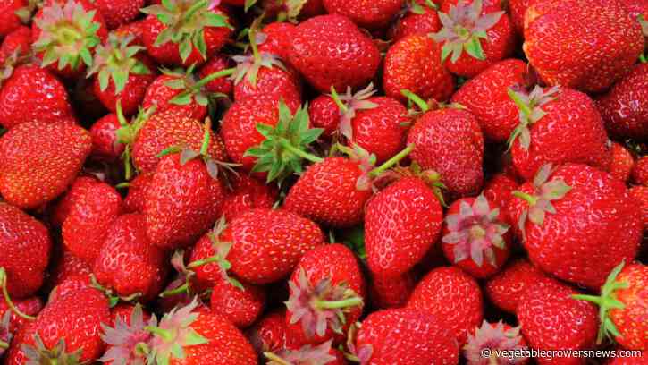 University of Florida strawberry varieties resist chilli thrips