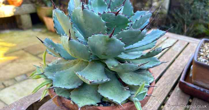 Striking aeoniums,  gorgeous Agave and some wonderful open gardens
