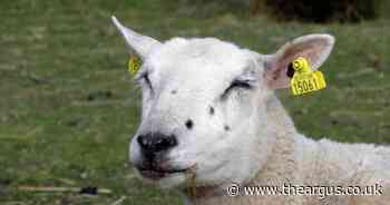 Farm allowed to build new 'isolation barn' to quarantine sick sheep and cattle
