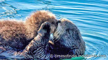 7 of the happiest animals in the world that will make you smile