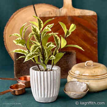 Crepe Paper Pittosporum Plant
