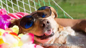 5 most laid-back dog breeds that love to lounge