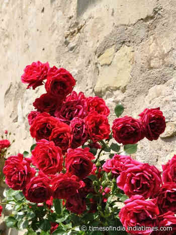 How to start a small Rose garden on the balcony