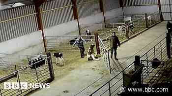Farm animal bans for three men who abused calves