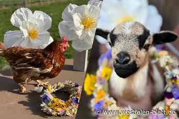 Lamm und Huhn vor der Kamera