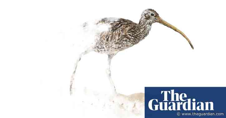 A high-flying visitor – the wondrous far eastern curlew – faces fresh threat in NT wetlands haven