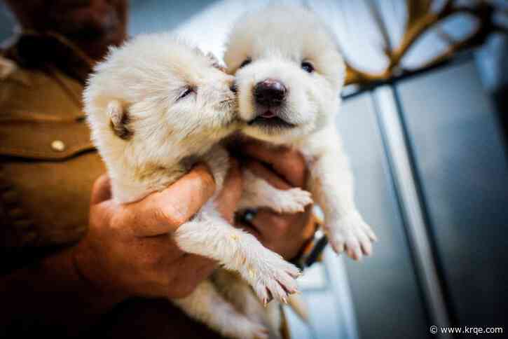 Are dire wolves de-extinct? Genetically engineered pups spark controversy