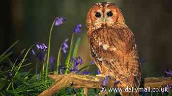 Bird Song by Adam Nicolson: Why birds are clever, shrewd - and VERY raunchy