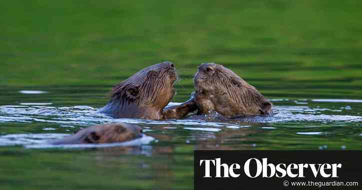 Abandoned lynx, roaming wild boar, ‘beaver bombing’ – has rewilding got out of hand?