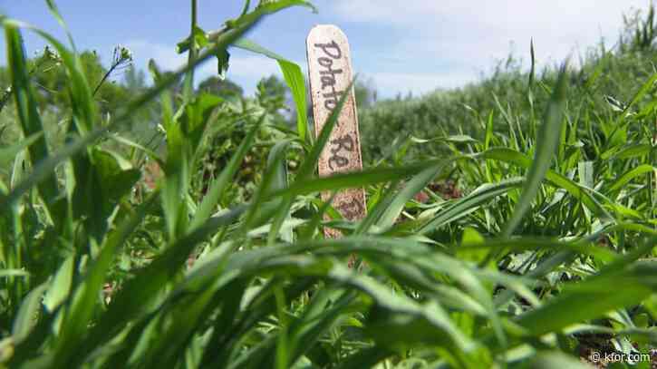 OSU Student Farm growing thousands of pounds of crops for food pantries