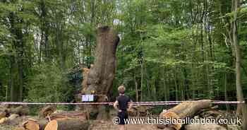 'Devastation' as 400-year-old oak tree is axed