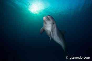 Google’s New AI Is Trying to Talk to Dolphins—Seriously