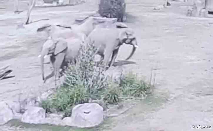 Watch: Elephants at San Diego park form protective circle during earthquake