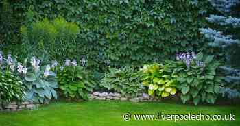 Warning issued to prevent 'nightmare' in garden