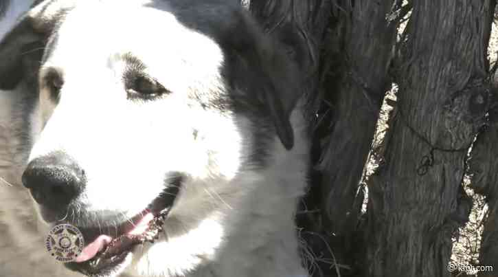 Lost toddler found miles from home by dog that guided him to safety, sheriff says