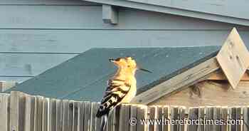 Rarely seen crested bird from Eurasia spotted in back garden