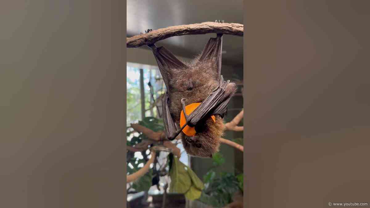 PSA: Bats are actually adorable 🦇