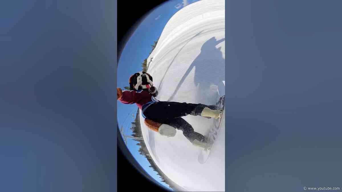 DOG SHREDS GNAR 🏂