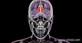 Scientists Think They’ve Found the Region of the Brain That Regulates Conscious Perception