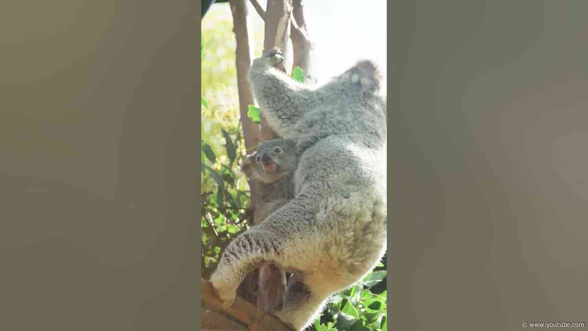 Dream of koalafornication 🐨🎵