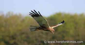 Rare bird saved from extinction spotted in Herefordshire