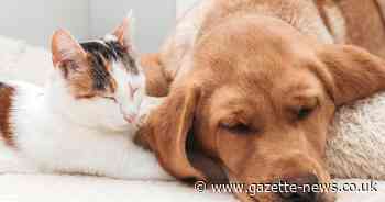 PDSA warning to pet owners over potential poisoning in dogs and cats this Easter