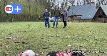 Wolfsriss am Wohnhaus in Rendswühren