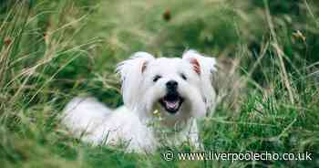 Vets warn of serious disease that can spread to dogs and humans