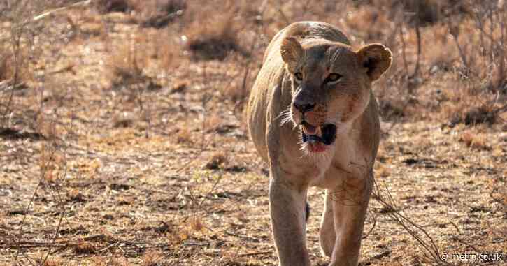 Girl, 14, killed by lion after she is snatched from farm