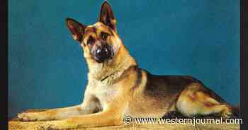 Climate Nutjobs Target Pet Dogs for Being 'Environmental Villains'