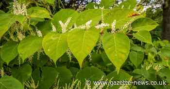 Essex's most prolific Japanese Knotweed hotspots are revealed