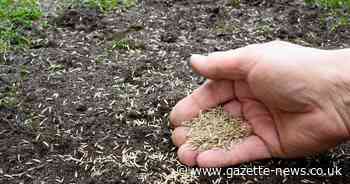 Garden expert shares £1 coin hack to make ideal environment for grass seeds