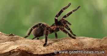 BBC scientist confirms tarantulas inhabit parts of UK during spider season