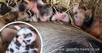 Colchester petting zoo delighted after pigs deliver 19 perfect snouts in three days