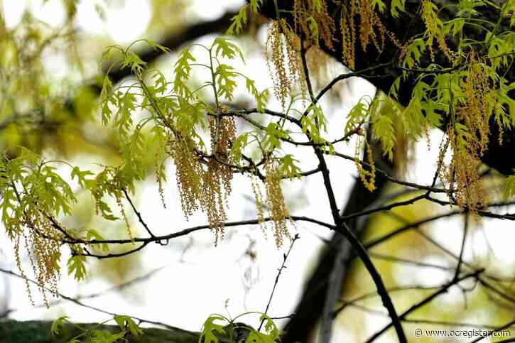 Spring allergies are back. Here’s how to check pollen levels and keep from sneezing