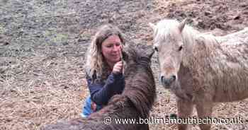 Trespassers cause distress to ponies in private paddock