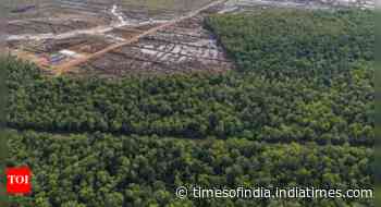 Indonesia food plan risks 'world's largest' deforestation