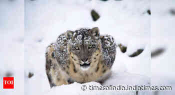 Landmark Nepal survey estimates nearly 400 elusive snow leopards