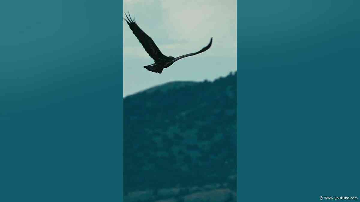 Yima drops this Friday ❤️ #melodic #turkic #goldeneagle #eagle #nature  #trance #techno #progressive