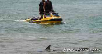 Shark attack victim's remains found in waters off popular beach