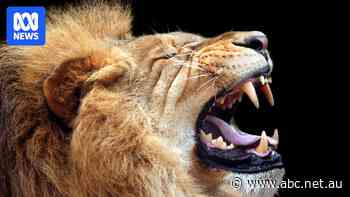 Big cat bites found on skeleton in Roman 'gladiator graveyard'