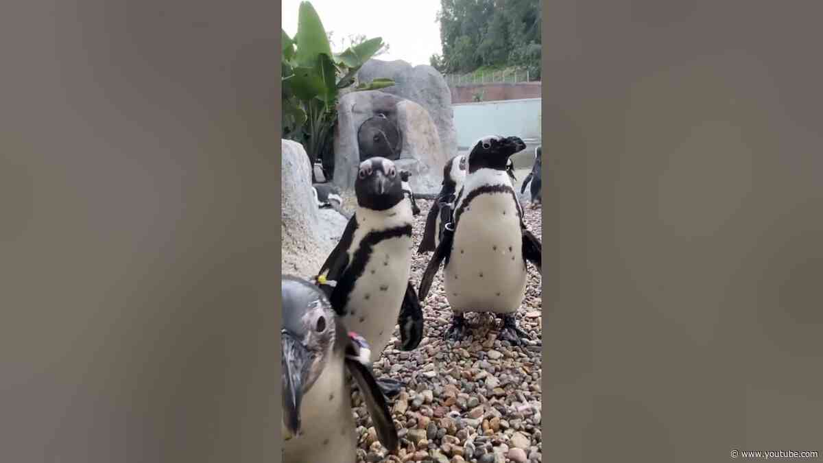 Tuxedo Birds on World Penguin Day