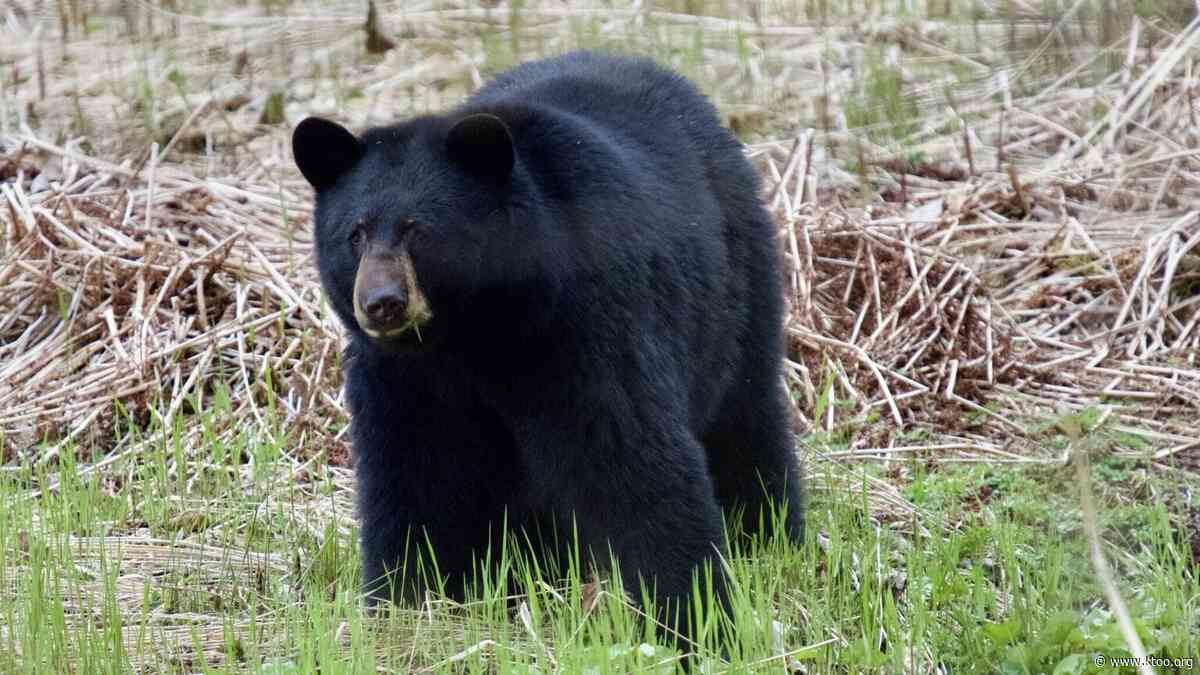 Bears are waking up in Juneau. Here’s how to avoid problems.