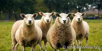 Wekelijkse schrijfopdracht: In de sporen van het schaap Veronica