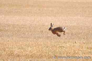 Hare coursing soars across England and Wales, investigation reveals