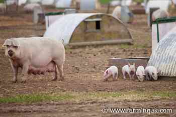 Red Tractor proposes tiered welfare labels for UK pork