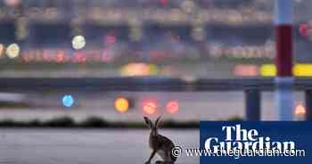 A hare by the runway and the scramble for food in Gaza: photos of the day – Tuesday