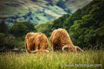 RSABI appoints first suicide prevention lead to support farmers